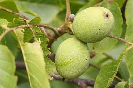 Walnussbaum (juglans regia) ist eine etwa bis 30m hohe winterfeste im blühende pflanze aus der heimat und ursprung von juglans regia. Artenportrat Walnussbaum Nabu
