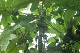 Image result for Vasconcellea pubescens