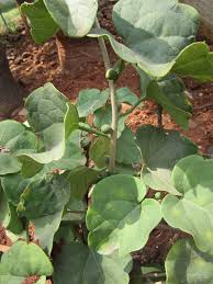 Image result for Pyrenacantha