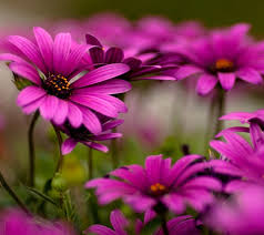 Download and use 100,000+ beautiful flowers stock photos for free. 49 Free Wallpaper Flowers Downloads On Wallpapersafari
