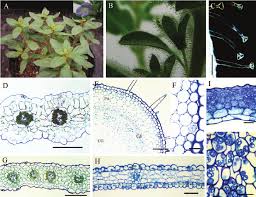 Image result for Anticharis