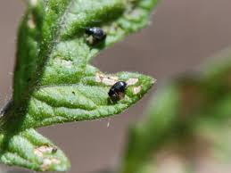 Image result for BLACKFLY ON TOMATO PLANTS