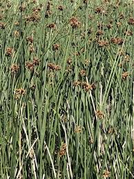 Image result for Schoenoplectus scirpoides