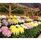 【2025】Okayama Korakuen Chrysanthemum Festival event image