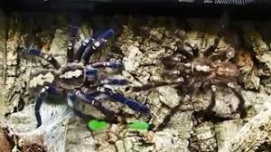 It has been classified as critically endangered by the. Poecilotheria Metallica Mating Gooty Sapphire Ornamental Youtube