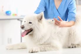 Klinik haiwan shah alam seksyen 13 umpama a. Best Veterinary Clinic In Lahore Veterinary Hospital Pets Mall