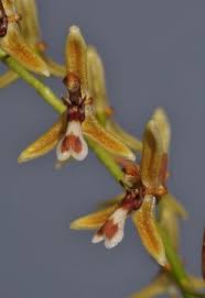 Image result for Rogiera cordata