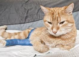 Minor fractures may not require any treatment at all. Cat Broken Bones Broken Bones In Cats Petmd