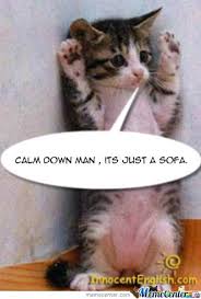 Naughty Cat Kitten Quotes Cats Funny Animal Pictures