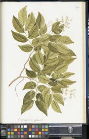 Image result for Copaifera