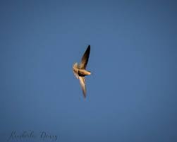Ordinarily, after sundown, chimney swifts would have been sleeping in a sheltered roost. Audubon Urges Lights Off After Hundreds Of Chimney Swifts Collide With Building Audubon North Carolina