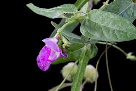 Image result for Vigna radicans