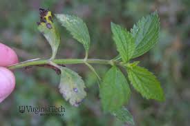 Image result for Sida rhombifolia
