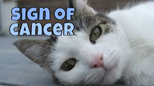 Pet parents may find these lumps, too. Warning Signs Of Lung Cancer In Cats Youtube