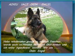 Eine niederländische organisation bemüht sich den großteil dieser hunde zu vermitteln. Regenbogenland Private Tierhilfe