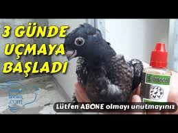 Ilyas Yildirim Youtube