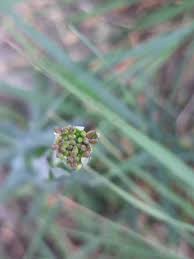 Image result for Turritis glabra