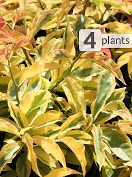 Image result for Pereskia aculeata