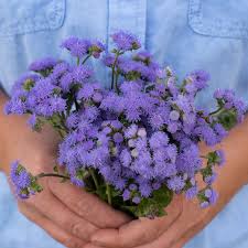 Image result for Ageratum