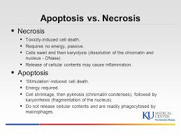 The concentrations of free fatty acids (ffa), triglycerides, and. Measuring Apoptosis Using Flow Cytometry Ppt Video Online Download