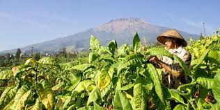 Gudang garam online for 22 usd per carton. Gudang Garam Siap Beli Tembakau Petani Bojonegoro Suara Investor
