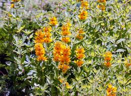 Image result for Primulaceae