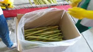 Check spelling or type a new query. Fresh Sugar Cane Singapore Supplier Sugar Cane Exporter In Singapore