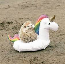 And I Looked And Behold A Pale Horse And Its Rider S Name Was Death In 2020 Lustige Tiermemes Tier Memen Susseste Haustiere