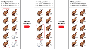 There must be random mating amongst the. Other Mechanisms Of Evolution Biological Principles