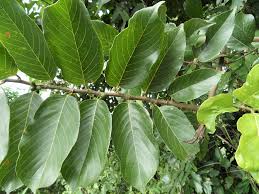 Image result for Bridelia micrantha