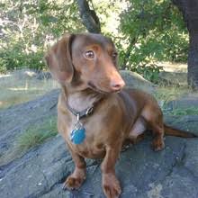 The dachshund greatly enjoys interacting with humans and is quite friendly and outgoing at home. Puppyfind Mini Daschund Puppies For Sale