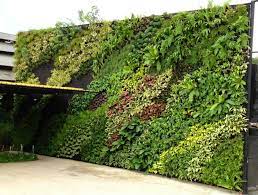 Artificial Wall Plant