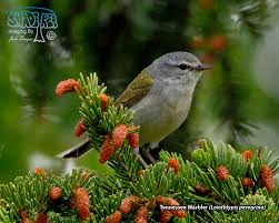 Image result for Tragiella natalensis