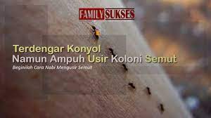 Kapur barus yang digoreskan bisa menebarkan banyak partikel kapurnya, sehingga tidak baik saat terkena makanan kita. Lebih Manusiawi Beginilah Cara Nabi Mengusir Semut Youtube
