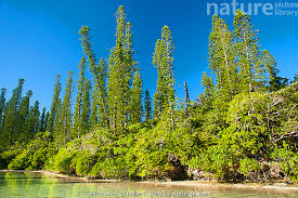 Image result for Araucaria columnaris