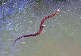 Water Moccasin Vs Copperhead Which Picture Is The Brown Water Snake And Which Is The Cotton Mouth Snake Brown Water Snake Hillbilly