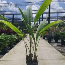 Image result for Curculigo