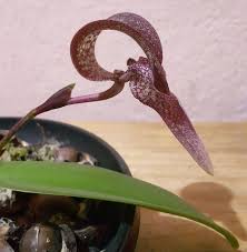 Image result for Bulbophyllum X chikukwa