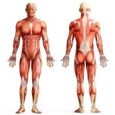 There are about 700 named skeletal muscles in the human body, including roughly 400 that no one cares about except specialists. 25 Kickass And Interesting Facts About Muscles Kickassfacts Com