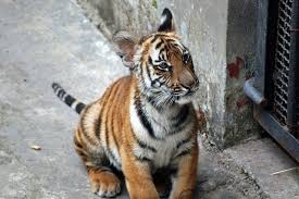 Indonesia, one of the world's most valuable homes for endangered animals, has lost over 100 million acres of rainforest due to industry. The 17 Animals That Are In The Most Danger Of Going Extinct