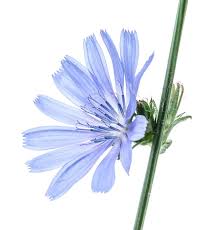 Image result for Lactuca glandulifera