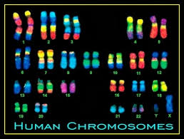 Maybe you would like to learn more about one of these? Chromosomes Dna Biology Notes For Igcse 2014