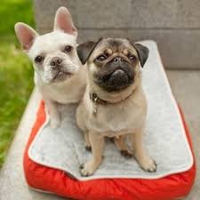 Comparison between pug dog and bantam bulldog dog. French Bulldog Vs Pug Face Off What The Frenchie