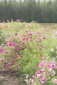 Pin Auf Beauty Flowers