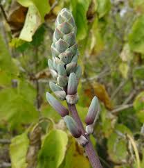 Image result for Aloe mossurilensis