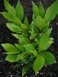 Sweet Bay Tree Care Tips For Growing A Bay Tree Planting Herbs Bay Leaf Tree Bay Tree Care