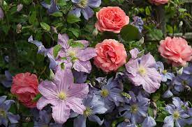 The marsh clematis (clematis crispa) produces blue flowers shaped like bells all summer long. A Super Climbing Trio With Clematis And Roses