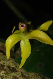 Image result for isolona lebrunii