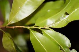 Image result for Gomphia