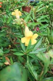 Image result for Allamanda schottii